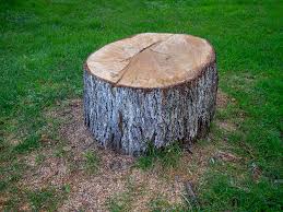 Professional Tree Care in Pughtown, PA