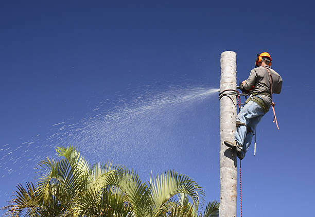 Best Tree Disease Treatment  in Pughtown, PA