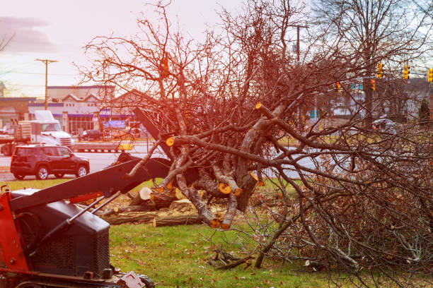 Best Arborist Consultation Services  in Pughtown, PA