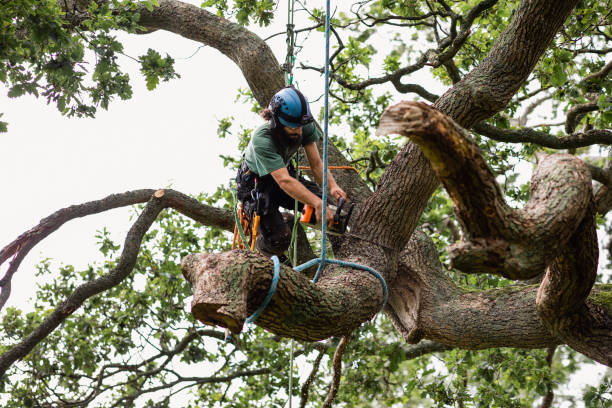 How Our Tree Care Process Works  in  Pughtown, PA