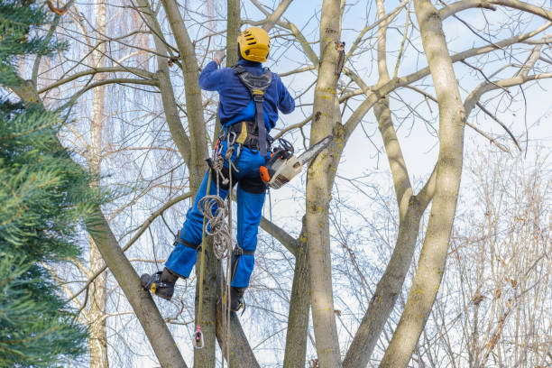 Best Hazardous Tree Removal  in Pughtown, PA