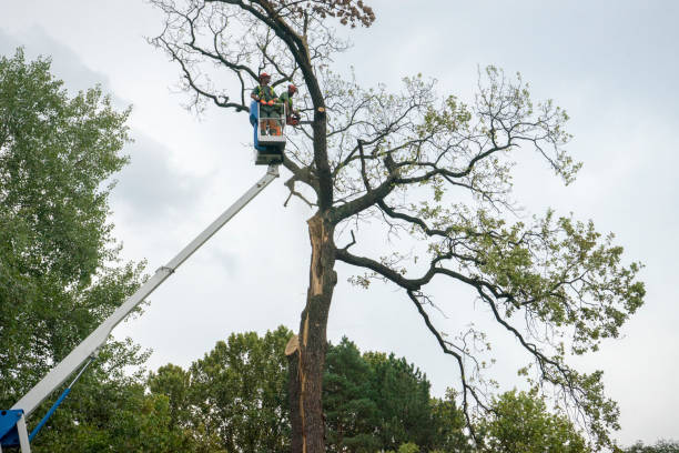 Best Palm Tree Trimming  in Pughtown, PA