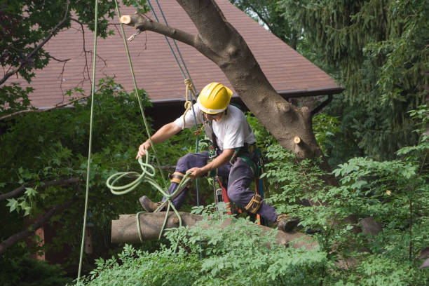 Best Fruit Tree Pruning  in Pughtown, PA