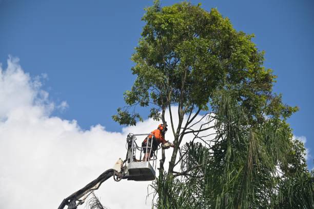 Best Lawn Maintenance Plans  in Pughtown, PA