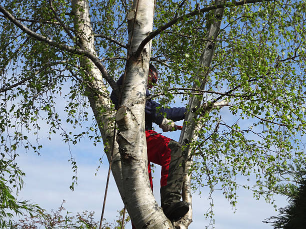 Pest Control for Lawns in Pughtown, PA