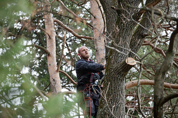 Best Tree Mulching  in Pughtown, PA