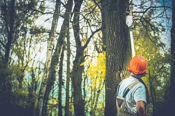 Best Storm Damage Tree Cleanup  in Pughtown, PA